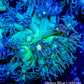 Goniopora Coral - WYSIWYG Goni Frag Goniopora Coral - WYSIWYG Goni Frag Animals & Pet Supplies Goniopora Coral - WYSIWYG Goni Frag Zeo Box Reef