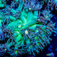 Goniopora Coral - WYSIWYG Goni Frag Goniopora Coral - WYSIWYG Goni Frag Animals & Pet Supplies Goniopora Coral - WYSIWYG Goni Frag Zeo Box Reef