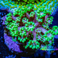 Goniopora Coral - WYSIWYG Goni Frag Goniopora Coral - WYSIWYG Goni Frag Animals & Pet Supplies Goniopora Coral - WYSIWYG Goni Frag Zeo Box Reef