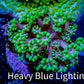 Goniopora Coral - WYSIWYG Goni Frag Goniopora Coral - WYSIWYG Goni Frag Animals & Pet Supplies Goniopora Coral - WYSIWYG Goni Frag Zeo Box Reef