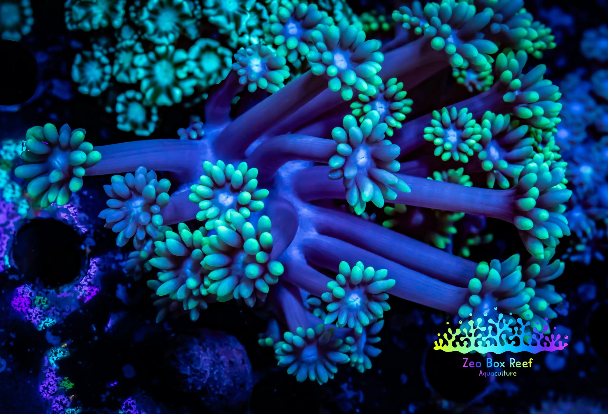 Goniopora Coral - WYSIWYG Goni Frag Goniopora Coral - WYSIWYG Goni Frag Animals & Pet Supplies Goniopora Coral - WYSIWYG Goni Frag Zeo Box Reef