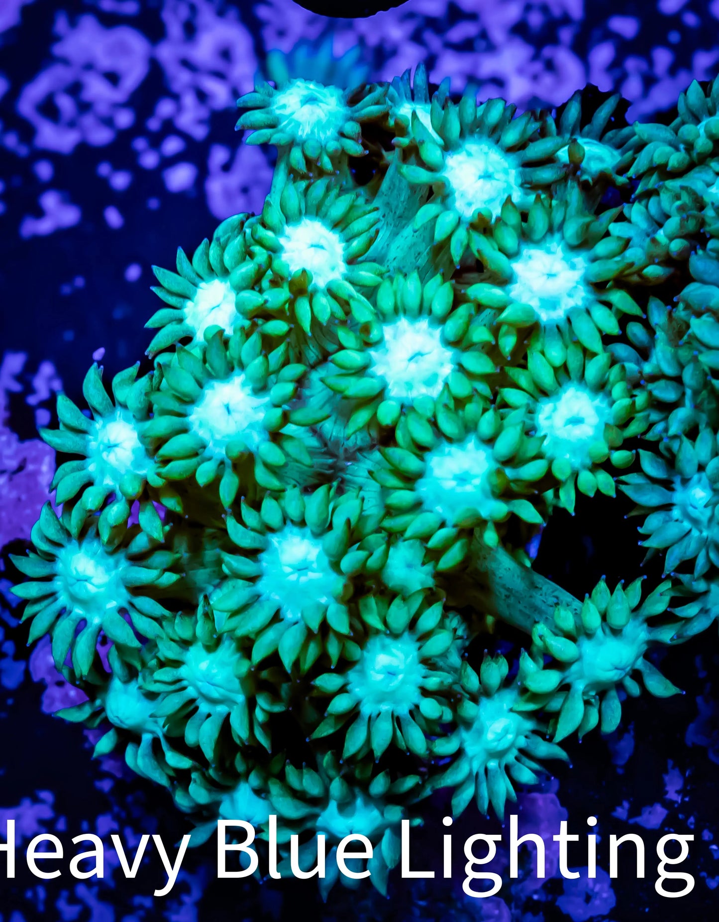 Goniopora Coral - WYSIWYG Goni Frag Goniopora Coral - WYSIWYG Goni Frag Animals & Pet Supplies Goniopora Coral - WYSIWYG Goni Frag Zeo Box Reef