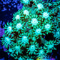 Goniopora Coral - WYSIWYG Goni Frag Goniopora Coral - WYSIWYG Goni Frag Animals & Pet Supplies Goniopora Coral - WYSIWYG Goni Frag Zeo Box Reef