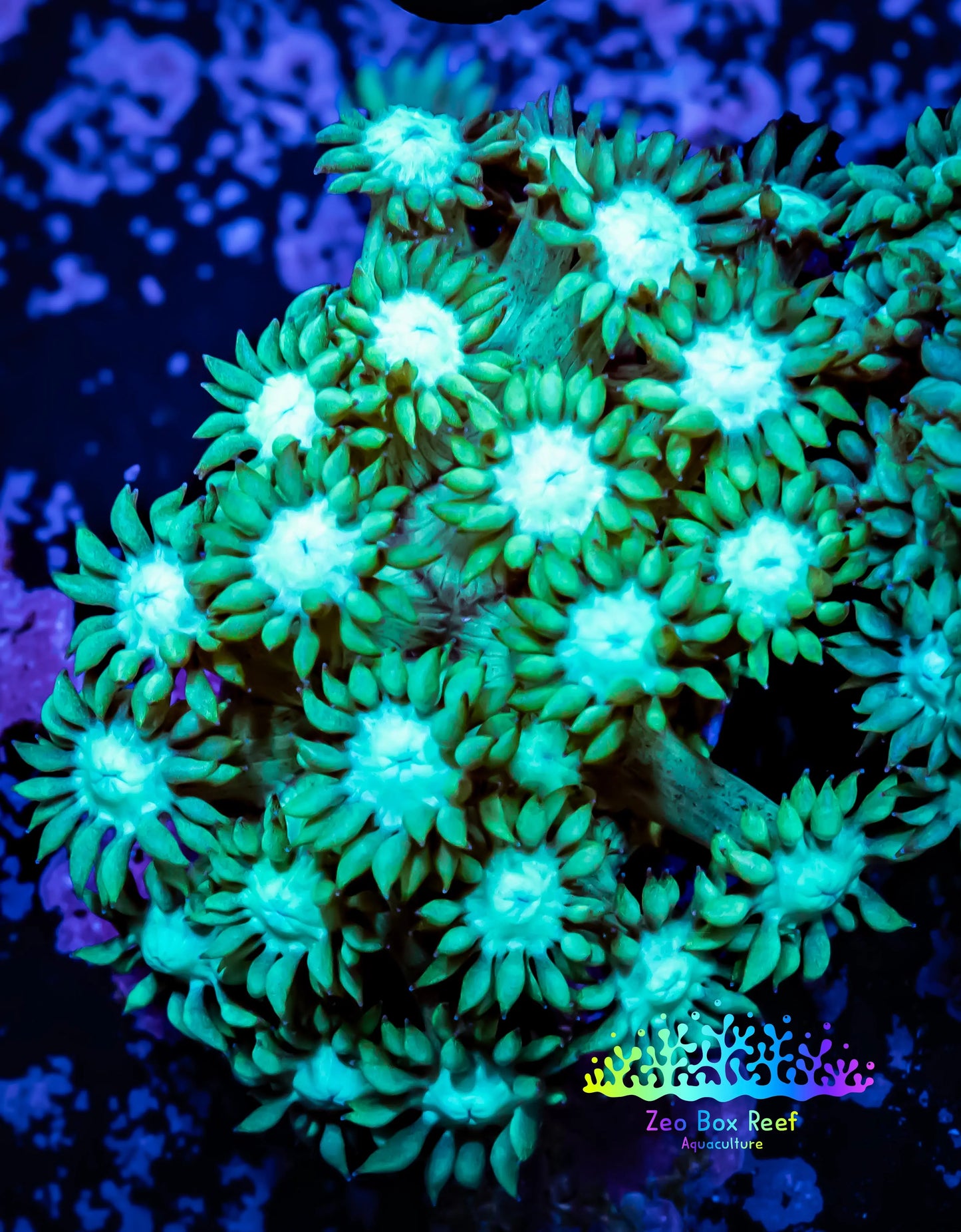 Goniopora Coral - WYSIWYG Goni Frag Goniopora Coral - WYSIWYG Goni Frag Animals & Pet Supplies Goniopora Coral - WYSIWYG Goni Frag Zeo Box Reef