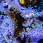 Gorgonian Coral-  Red Polyp Sea Whip 5cm WYSIWYG Gorgonian Coral-  Red Polyp Sea Whip 5cm WYSIWYG Soft Coral Gorgonian Coral-  Red Polyp Sea Whip 5cm WYSIWYG Zeo Box Reef