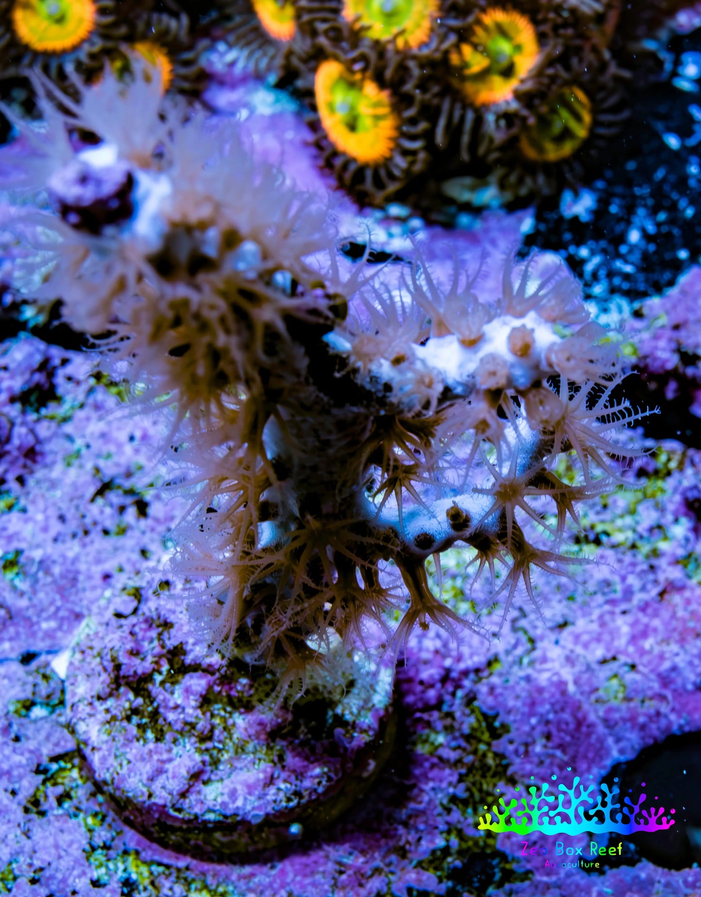 Gorgonian Coral-  Red Polyp Sea Whip 5cm WYSIWYG Gorgonian Coral-  Red Polyp Sea Whip 5cm WYSIWYG Soft Coral Gorgonian Coral-  Red Polyp Sea Whip 5cm WYSIWYG Zeo Box Reef