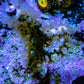 Gorgonian Coral-  Red Polyp Sea Whip 5cm WYSIWYG Gorgonian Coral-  Red Polyp Sea Whip 5cm WYSIWYG Soft Coral Gorgonian Coral-  Red Polyp Sea Whip 5cm WYSIWYG Zeo Box Reef