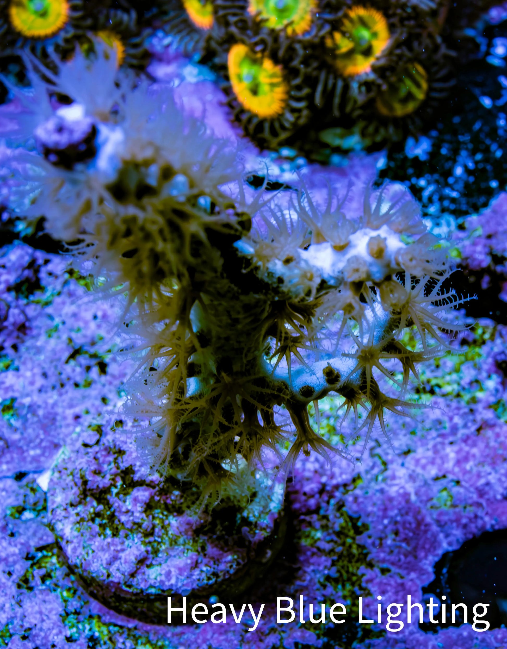 Gorgonian Coral-  Red Polyp Sea Whip 5cm WYSIWYG Gorgonian Coral-  Red Polyp Sea Whip 5cm WYSIWYG Soft Coral Gorgonian Coral-  Red Polyp Sea Whip 5cm WYSIWYG Zeo Box Reef