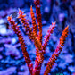 Gorgonian Coral-  Red Sea Whip 10cm Gorgonian Coral-  Red Sea Whip 10cm Soft Coral Gorgonian Coral-  Red Sea Whip 10cm Zeo Box Reef