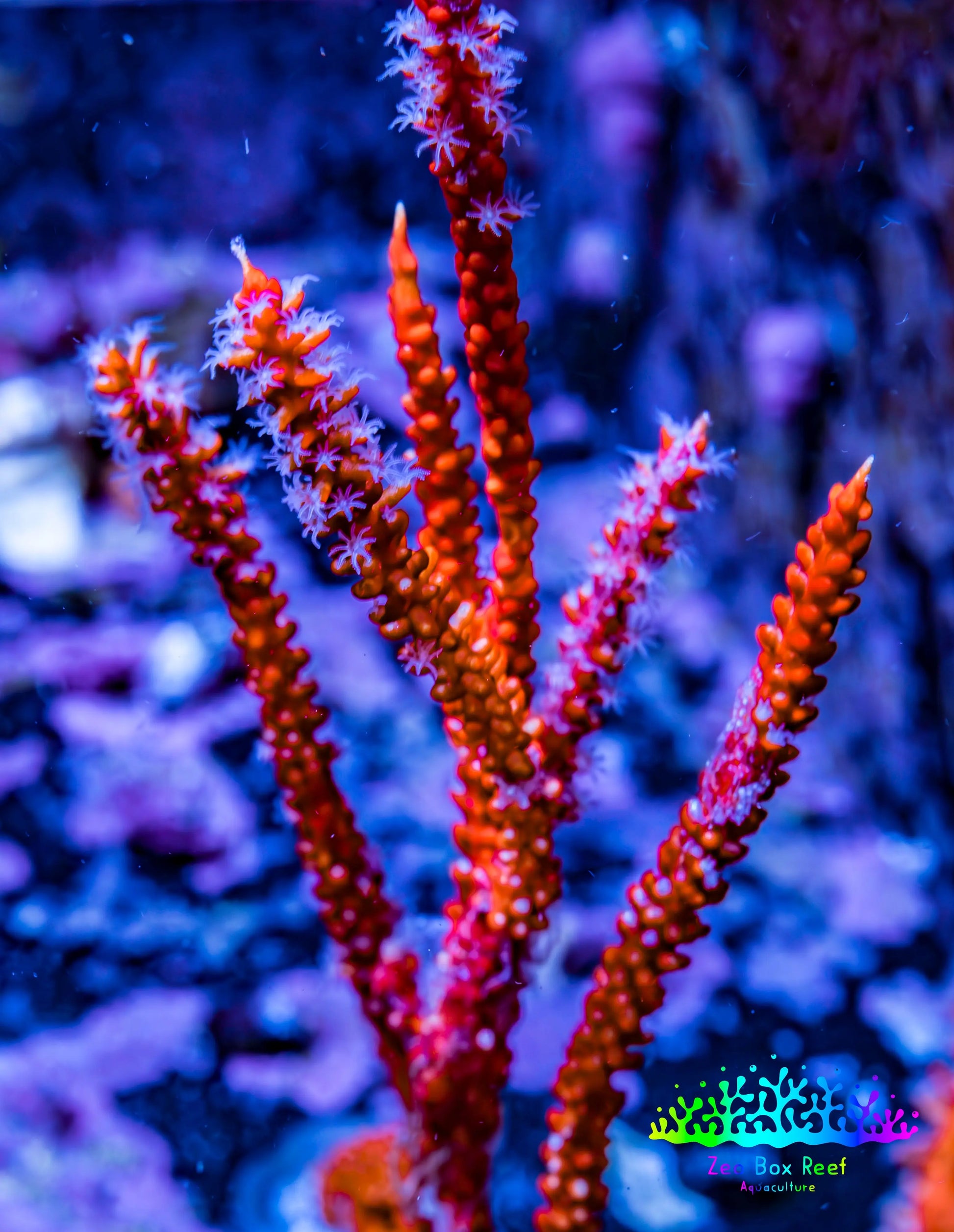 Gorgonian Coral-  Red Sea Whip 10cm Gorgonian Coral-  Red Sea Whip 10cm Soft Coral Gorgonian Coral-  Red Sea Whip 10cm Zeo Box Reef