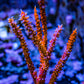 Gorgonian Coral-  Red Sea Whip 10cm Gorgonian Coral-  Red Sea Whip 10cm Soft Coral Gorgonian Coral-  Red Sea Whip 10cm Zeo Box Reef