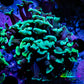Green Hammer Coral -  WYSIWYG 4cm B1R6B1 Green Hammer Coral -  WYSIWYG 4cm B1R6B1 Aquarium Decor Green Hammer Coral -  WYSIWYG 4cm B1R6B1 Zeo Box Reef
