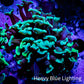 Green Hammer Coral -  WYSIWYG 4cm B1R6B1 Green Hammer Coral -  WYSIWYG 4cm B1R6B1 Aquarium Decor Green Hammer Coral -  WYSIWYG 4cm B1R6B1 Zeo Box Reef