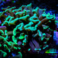 Green Hammer Coral -  WYSIWYG 4cm B2R6B1 Green Hammer Coral -  WYSIWYG 4cm B2R6B1 Aquarium Decor Green Hammer Coral -  WYSIWYG 4cm B2R6B1 Zeo Box Reef
