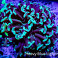 Green Hammer Coral -  WYSIWYG 6cm A2R5B1 Green Hammer Coral -  WYSIWYG 6cm A2R5B1 Aquarium Decor Green Hammer Coral -  WYSIWYG 6cm A2R5B1 Zeo Box Reef