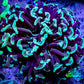 Green Hammer Coral -  WYSIWYG 6cm A2R5B1 Green Hammer Coral -  WYSIWYG 6cm A2R5B1 Aquarium Decor Green Hammer Coral -  WYSIWYG 6cm A2R5B1 Zeo Box Reef