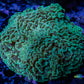 Green Hammer Coral WYSIWYG 7cm Green Hammer Coral WYSIWYG 7cm Aquarium Decor Green Hammer Coral WYSIWYG 7cm Zeo Box Reef