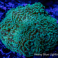 Green Hammer Coral WYSIWYG 7cm Green Hammer Coral WYSIWYG 7cm Aquarium Decor Green Hammer Coral WYSIWYG 7cm Zeo Box Reef