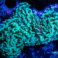 Green Hammer Coral WYSIWYG 8cm Green Hammer Coral WYSIWYG 8cm Aquarium Decor Green Hammer Coral WYSIWYG 8cm Zeo Box Reef