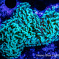Green Hammer Coral WYSIWYG 8cm Green Hammer Coral WYSIWYG 8cm Aquarium Decor Green Hammer Coral WYSIWYG 8cm Zeo Box Reef