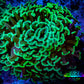 Green Hammer Coral -  WYSIWYG 9cm D4R6B1 Green Hammer Coral -  WYSIWYG 9cm D4R6B1 Aquarium Decor Green Hammer Coral -  WYSIWYG 9cm D4R6B1 Zeo Box Reef