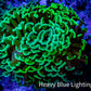 Green Hammer Coral -  WYSIWYG 9cm D4R6B1 Green Hammer Coral -  WYSIWYG 9cm D4R6B1 Aquarium Decor Green Hammer Coral -  WYSIWYG 9cm D4R6B1 Zeo Box Reef