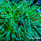 Green Hulk Torch Coral  -  6cm Green Hulk Torch Coral  -  6cm LPS Green Hulk Torch Coral  -  6cm Zeo Box Reef