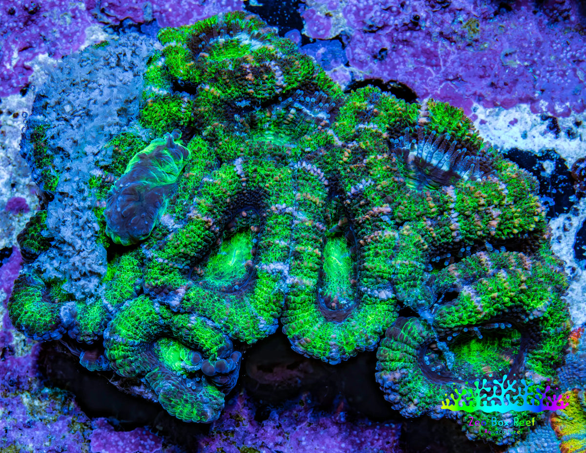 Green Pink Purple Acan Coral WYSIWYG Green Pink Purple Acan Coral WYSIWYG LPS Green Pink Purple Acan Coral WYSIWYG Zeo Box Reef