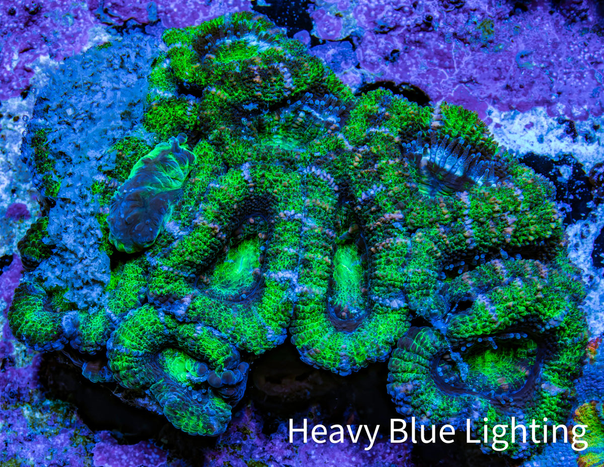 Green Pink Purple Acan Coral WYSIWYG Green Pink Purple Acan Coral WYSIWYG LPS Green Pink Purple Acan Coral WYSIWYG Zeo Box Reef