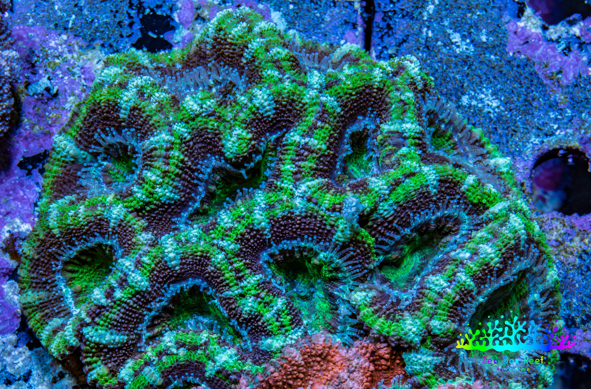 Green Teal Purple Acan Coral WYSIWYG Green Teal Purple Acan Coral WYSIWYG LPS Green Teal Purple Acan Coral WYSIWYG Zeo Box Reef