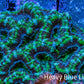 Green Teal Purple Acan Coral WYSIWYG Green Teal Purple Acan Coral WYSIWYG LPS Green Teal Purple Acan Coral WYSIWYG Zeo Box Reef