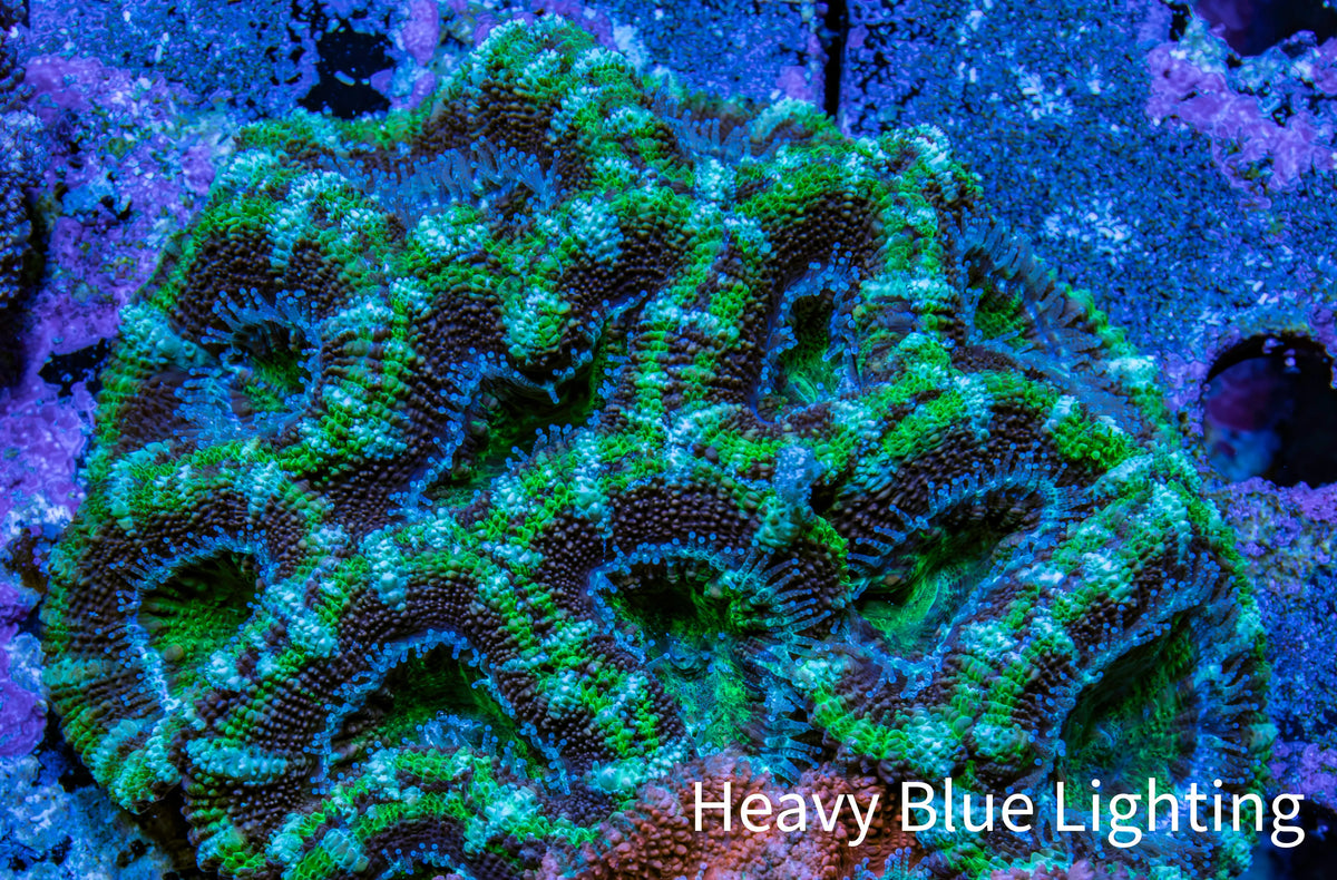 Green Teal Purple Acan Coral WYSIWYG Green Teal Purple Acan Coral WYSIWYG LPS Green Teal Purple Acan Coral WYSIWYG Zeo Box Reef