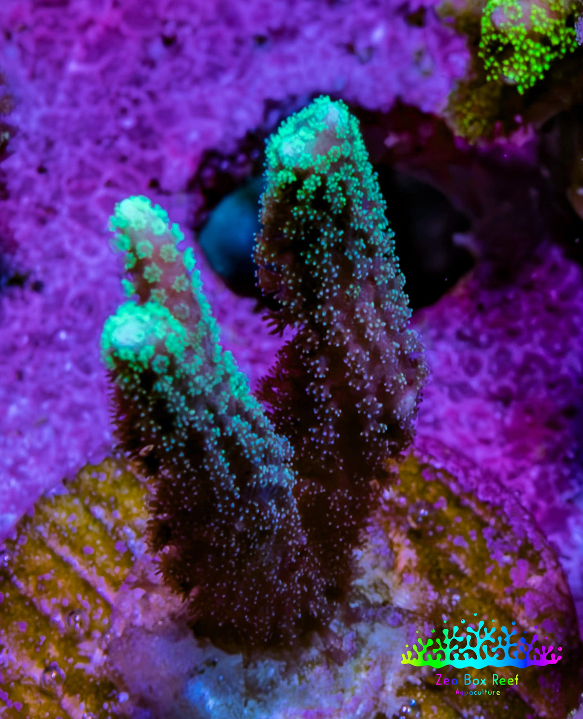Green Tip Birdsnest Coral Frag Green Tip Birdsnest Coral Frag SPS Green Tip Birdsnest Coral Frag Zeo Box Reef