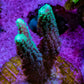 Green Tip Birdsnest Coral Frag Green Tip Birdsnest Coral Frag SPS Green Tip Birdsnest Coral Frag Zeo Box Reef