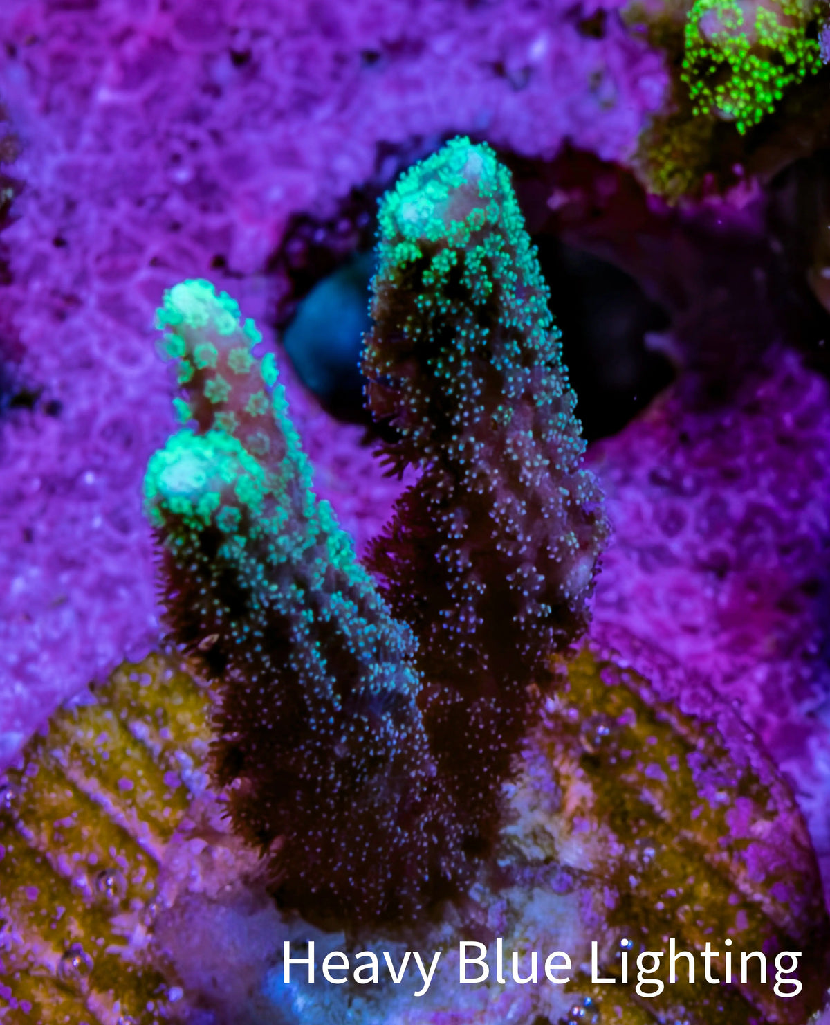 Green Tip Birdsnest Coral Frag Green Tip Birdsnest Coral Frag SPS Green Tip Birdsnest Coral Frag Zeo Box Reef