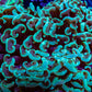 Green Tip Hammer Coral WYSIWYG 11cm Green Tip Hammer Coral WYSIWYG 11cm Aquarium Decor Green Tip Hammer Coral WYSIWYG 11cm Zeo Box Reef
