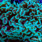 Green Tip Hammer Coral WYSIWYG 11cm Green Tip Hammer Coral WYSIWYG 11cm Aquarium Decor Green Tip Hammer Coral WYSIWYG 11cm Zeo Box Reef