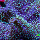 Green Tip Long Polyp Leather Coral WYSIWYG 10cm Green Tip Long Polyp Leather Coral WYSIWYG 10cm Soft Coral Green Tip Long Polyp Leather Coral WYSIWYG 10cm Zeo Box Reef