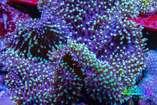 Green Tip Long Polyp Leather Coral WYSIWYG 10cm Green Tip Long Polyp Leather Coral WYSIWYG 10cm Soft Coral Green Tip Long Polyp Leather Coral WYSIWYG 10cm Zeo Box Reef
