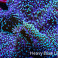 Green Tip Long Polyp Leather Coral WYSIWYG 10cm Green Tip Long Polyp Leather Coral WYSIWYG 10cm Soft Coral Green Tip Long Polyp Leather Coral WYSIWYG 10cm Zeo Box Reef