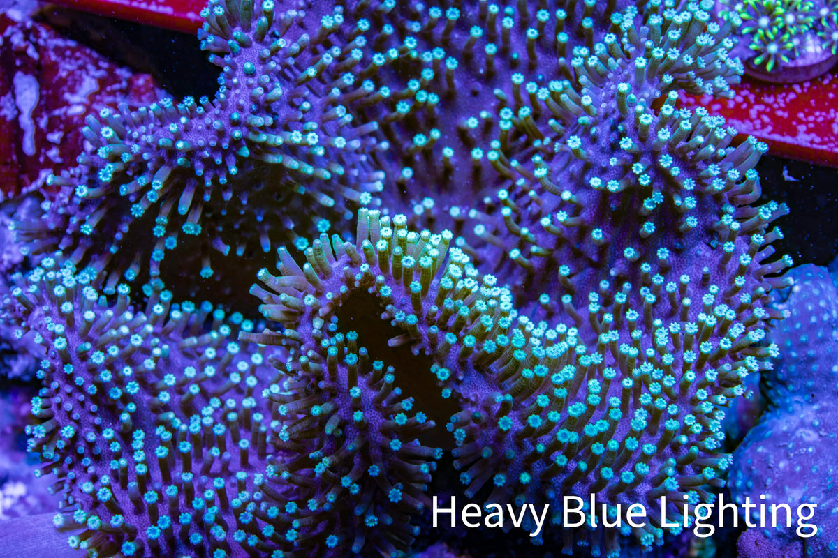 Green Tip Long Polyp Leather Coral WYSIWYG 10cm Green Tip Long Polyp Leather Coral WYSIWYG 10cm Soft Coral Green Tip Long Polyp Leather Coral WYSIWYG 10cm Zeo Box Reef