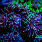 Green Tip Purple Stem Torch Coral 6cm WYSIWYG Green Tip Purple Stem Torch Coral 6cm WYSIWYG LPS Green Tip Purple Stem Torch Coral 6cm WYSIWYG Zeo Box Reef