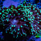 Green Tip Purple Stem Torch Coral 6cm WYSIWYG (Copy) Green Tip Purple Stem Torch Coral 6cm WYSIWYG (Copy) LPS Green Tip Purple Stem Torch Coral 6cm WYSIWYG (Copy) Zeo Box Reef