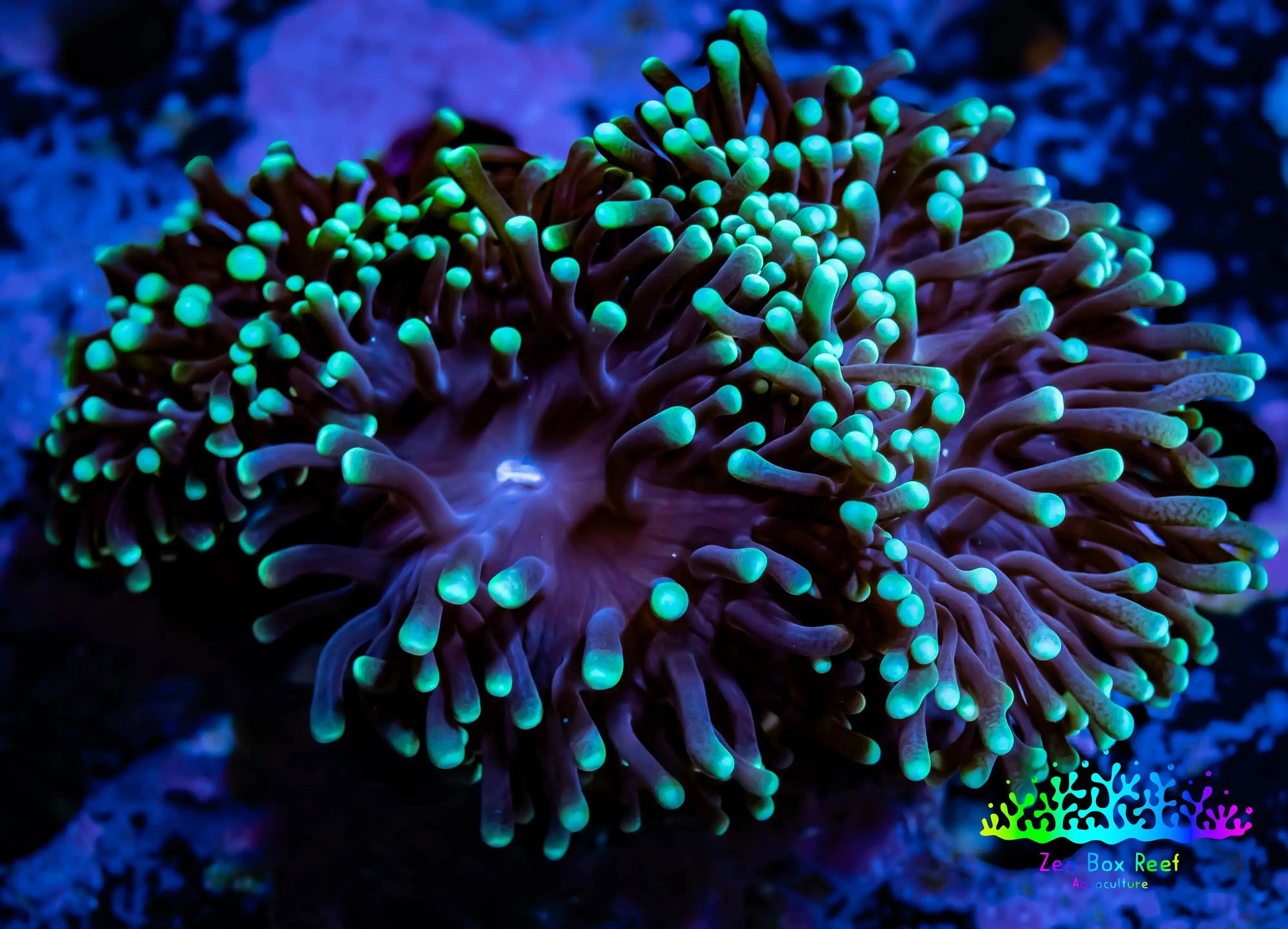 Green Tip Purple Stem Torch Coral 6cm WYSIWYG (Copy) Green Tip Purple Stem Torch Coral 6cm WYSIWYG (Copy) LPS Green Tip Purple Stem Torch Coral 6cm WYSIWYG (Copy) Zeo Box Reef