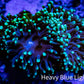 Green Tip Purple Stem Torch Coral 6cm WYSIWYG (Copy) Green Tip Purple Stem Torch Coral 6cm WYSIWYG (Copy) LPS Green Tip Purple Stem Torch Coral 6cm WYSIWYG (Copy) Zeo Box Reef