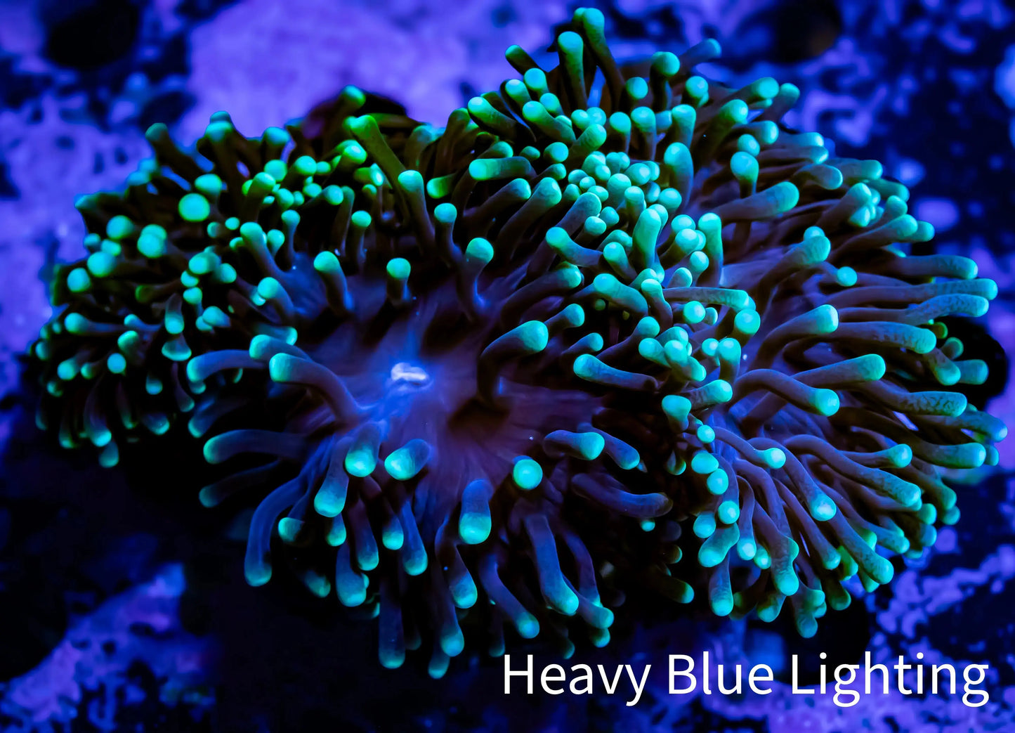 Green Tip Purple Stem Torch Coral 6cm WYSIWYG (Copy) Green Tip Purple Stem Torch Coral 6cm WYSIWYG (Copy) LPS Green Tip Purple Stem Torch Coral 6cm WYSIWYG (Copy) Zeo Box Reef