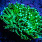 Green Torch Coral 4cm WYSIWYG D1R1B1 Green Torch Coral 4cm WYSIWYG D1R1B1 LPS Green Torch Coral 4cm WYSIWYG D1R1B1 Zeo Box Reef