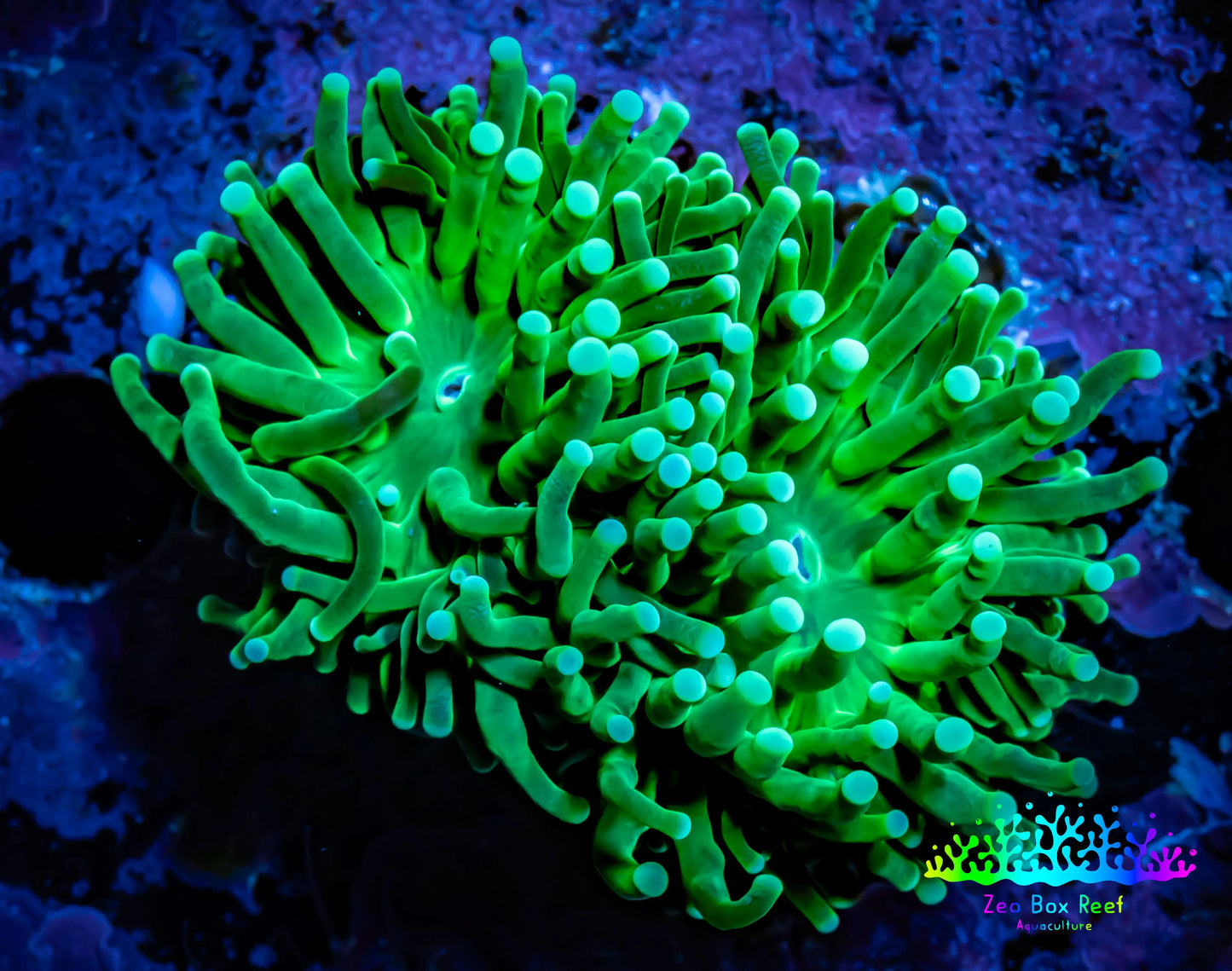 Green Torch Coral 4cm WYSIWYG D1R1B1 Green Torch Coral 4cm WYSIWYG D1R1B1 LPS Green Torch Coral 4cm WYSIWYG D1R1B1 Zeo Box Reef