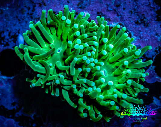 Green Torch Coral 4cm WYSIWYG D1R1B1 Green Torch Coral 4cm WYSIWYG D1R1B1 LPS Green Torch Coral 4cm WYSIWYG D1R1B1 Zeo Box Reef