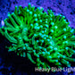 Green Torch Coral 4cm WYSIWYG D1R1B1 Green Torch Coral 4cm WYSIWYG D1R1B1 LPS Green Torch Coral 4cm WYSIWYG D1R1B1 Zeo Box Reef